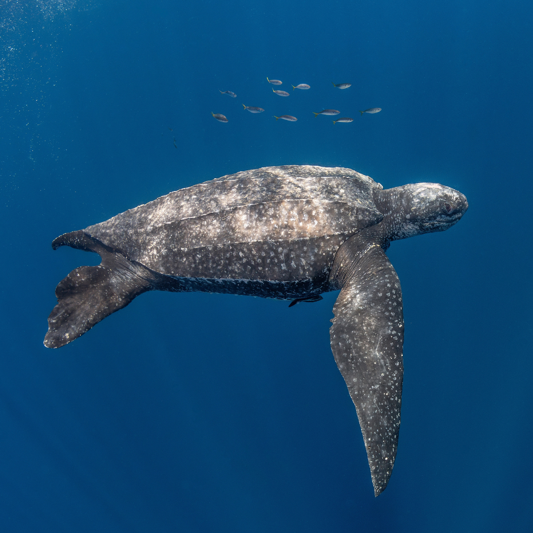 Leatherback sea turtle image